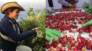 Picking and sorting at client La Pierre Farms