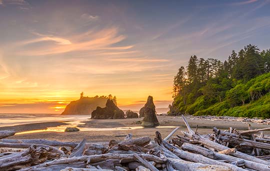 Washington coast shoreline, island, trees and driftwood at sunset