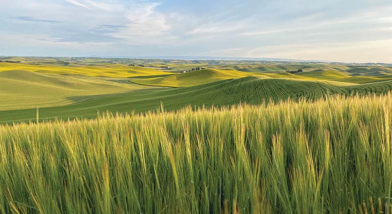 Whitman County, Washington fields