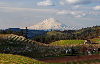 Rolling hills of farmland with Mt. Adams in the distance