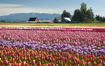 Tulip field in Skagit valley where Banner Bank acquired Skagit Bank