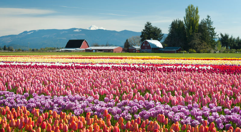 Tulip field with red barn and mountains in the background in Skagit County, Washington