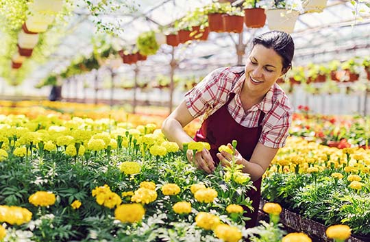 Owner taking care of flowers in nursery