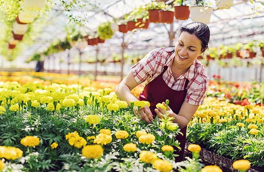 Owner taking care of flowers in nursery