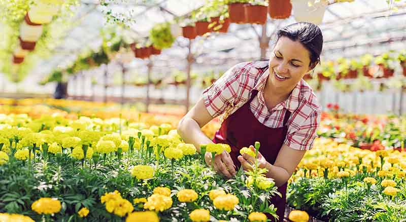 Owner taking care of flowers in nursery