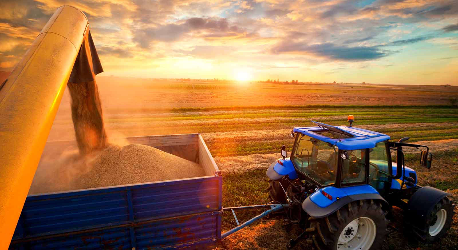Blue tractor at sunset pulling grain trailer