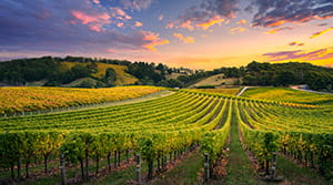 Fields of grapes at sunset