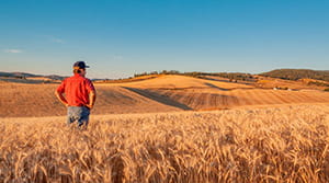 Farmer standing in wheat field