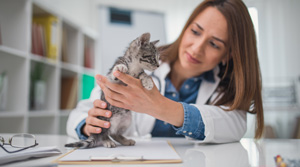 Veterinarian examines kitten