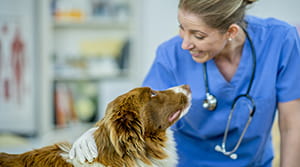 Vet petting dog in office