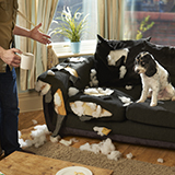 Guilty looking dog sits on sofa that's torn up and man holding coffee cup has outstretched arms in frustration