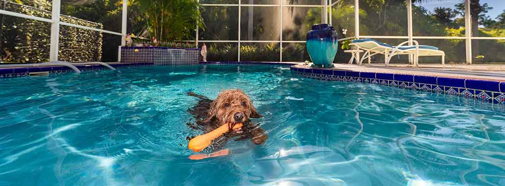 Dog swimming in home pool