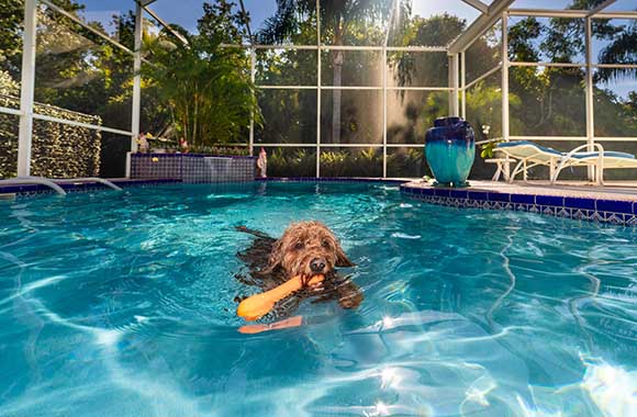 Dog swimming in home pool
