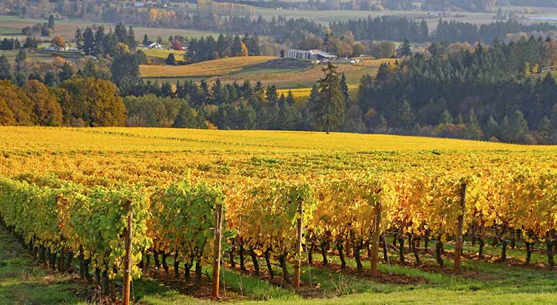 Damon Mapes serves clients in Oregon and SW WA