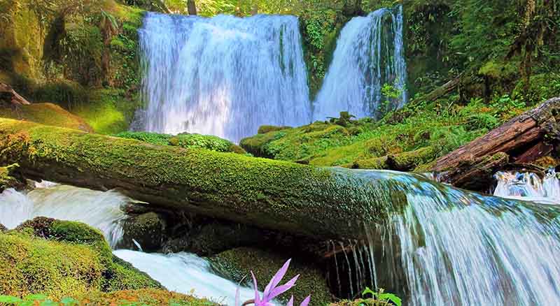 Waterfall and greenery near Roseburg, Oregon