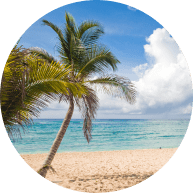 Palm tree in Florida Keys