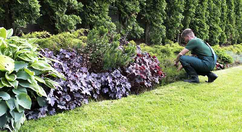 Landscaper planting in backyard