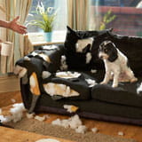 Dog looks shameful after chewing up living room couch